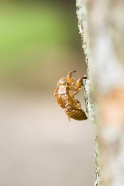 Doğadaki kahverengi böceğin yakın görüntüsü
