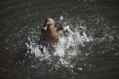 Parktaki gölde güzel kanatları olan sevimli ördek..                        