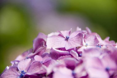 Güzel mor ortanca çiçekleri yaz bahçesinde  