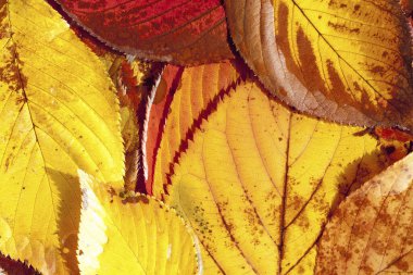 Sonbahar arkaplanı. parlak sarı yapraklar