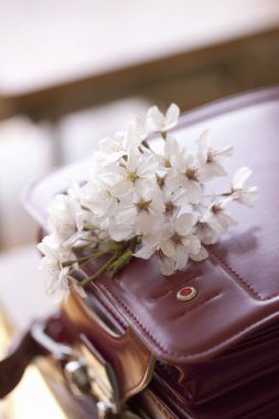 arka plan beyaz çiçekler kapatın 