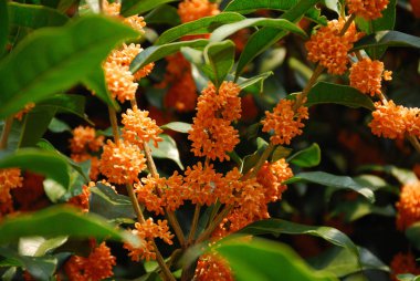 Çiçek açmış küçük turuncu çiçekler. Zeytinlik kokulu, birbirine yakın.