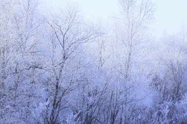 Karlı ve ağaçlı kış ormanı