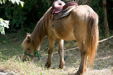 kahverengi at yeşil çimlerde otluyor.