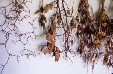 Beyaz arka planda kuru yapraklı dalların yakın plan görüntüsü