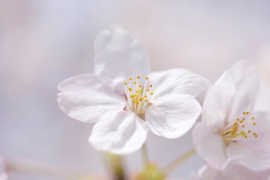Güzel ilkbahar kiraz çiçekleri, yakın manzara