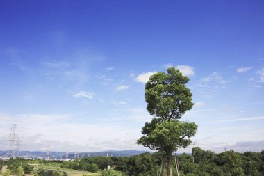 Mavi gökyüzünün altındaki yeşil parkın güzel manzarası 