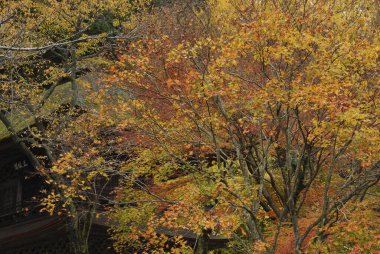 Ormanda sonbahar yaprakları, sonbahar mevsimi          