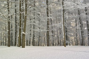 Kışın güzel bir orman. Çam ağaçları karla kaplı