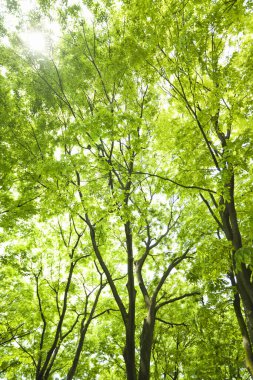 Ormanda yeşil yapraklar