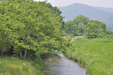 Yeşil ağaçlı güzel dağ nehri manzarası