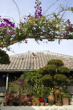 Renkli saksı bitkileri geleneksel kiremitli çatı evi bahçe sahnesi