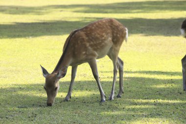 Japonya, Nara 'daki parkta sevimli bir geyik. 