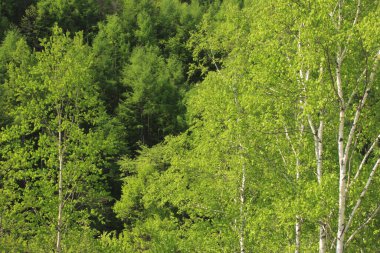 Doğanın güzel manzarası