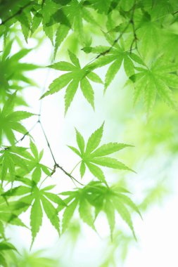 Ormanda yeşil yapraklar