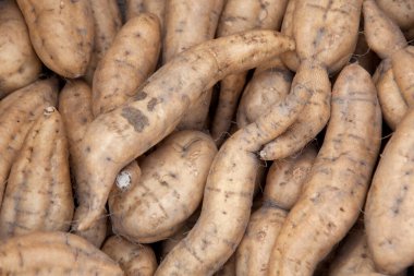 Sert ciltli taze patates yığını.