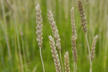 Kırsalda buğday kulakları