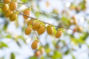 Taze wampee meyveleri doğanın arka planında bir ağaçta