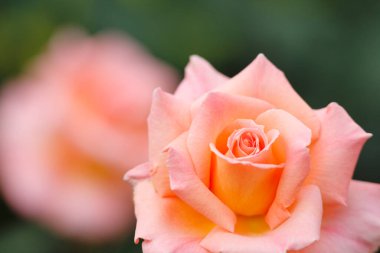 Bahçedeki güzel pembe gülün yakın görüntüsü