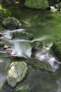 Ormandaki şelalenin güzel manzarası               
