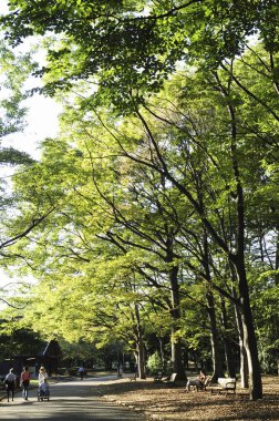 İnsanlar yaz parkında büyük yeşil ağaçlar boyunca yürüyorlar.