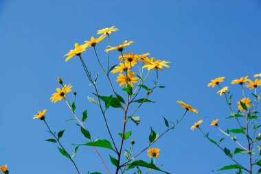Güzel çiçekler, yakın görüş, bitki konsepti.