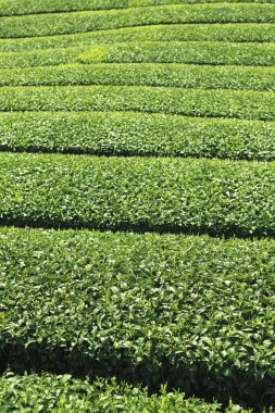 Çay plantasyon manzara Tayland