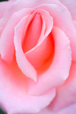 Gül çiçeği yaprakları, bitki örtüsü ve doğa