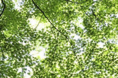 Güzel yeşil yapraklar, bitki örtüsü ve yapraklar.