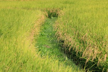 Tarlada pirinç bitkisi kulakları, tarım kavramı