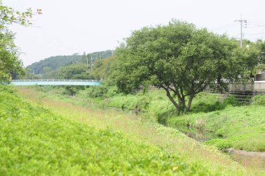 Nehir, köprü ve yemyeşil yaprakların güzel manzarası dağlarda