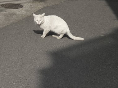 Japonya 'da sokaktaki beyaz kedi