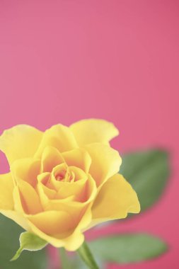 Güzel gül çiçeğini kapat.