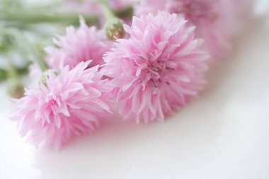 Aydınlık bir arkaplanda güzel pembe çiçeklerin yakın çekimi    