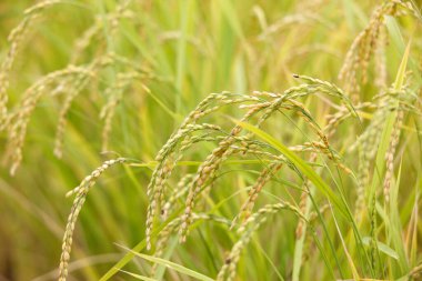 yeşil pirinç tarlada