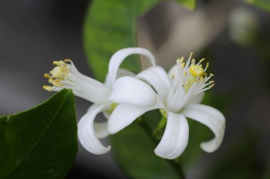 Beyaz çiçeğe yaklaş.