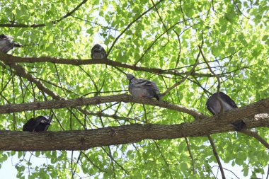 Bahar parkındaki yeşil ağaçların dallarındaki kuşlar. 