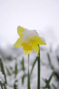 Kar üzerinde sarı çiçek