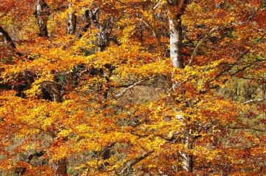 Ağaçlar ve yapraklarla dolu sonbahar ormanı
