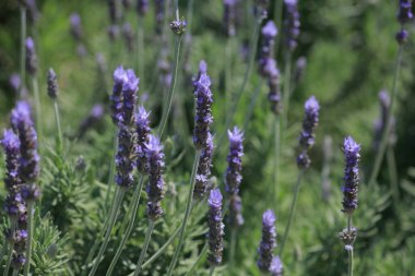 lavanta tarlasında yetişen güzel lavanta çiçekleri