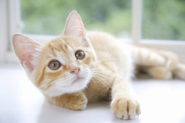 Sevimli kırmızı evcil kedi manzarası