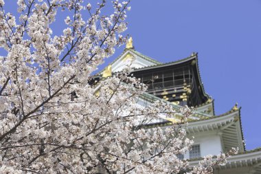 Japonya 'da kiraz çiçekleri olan güzel bir Osaka kalesi.