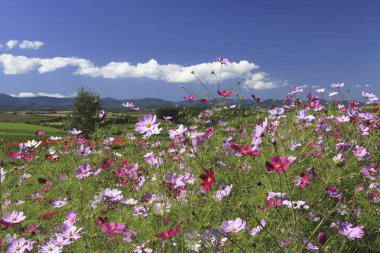 Tarlada yetişen güzel çiçekler, doğa bitki örtüsü      