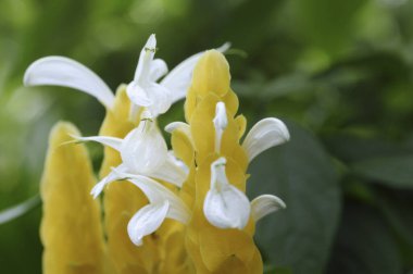 Doğa zemin üzerine sarı çiçek.
