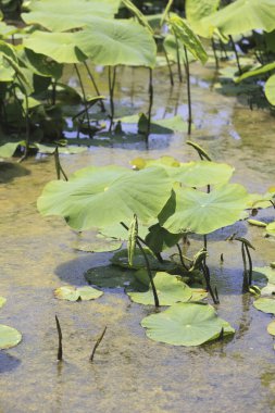 Nilüfer çiçekleri ve göletyaprakları