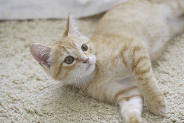 Kırmızı tekir kedicik yerde, kapat.