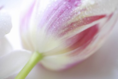 Üzerinde su damlaları olan tek bir çiçek.