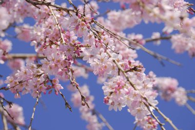 Güzel pembe kiraz çiçeklerinin yakın görüntüsü 