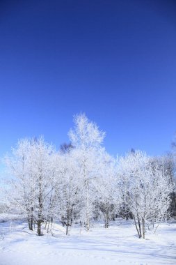 Kar ve ağaçlarla kaplı kış manzarası