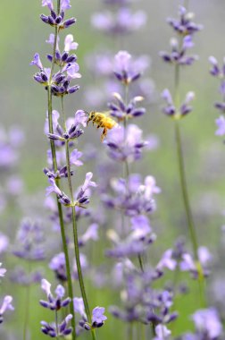 Bal arısı mor çiçeklerden nektar topluyor.        